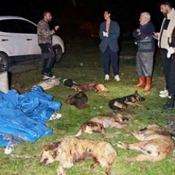 Samsun'da 9 k&ouml;pek kurşunlanarak &ouml;ld&uuml;r&uuml;ld&uuml;