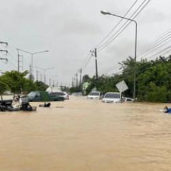 Sel sularının arasında yılan görüldü!