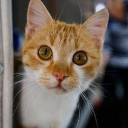 Ülke resmen onlara savaş açtı! Tarih verildi: 2.5 milyon kedi öldürülecek