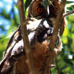 Nadir görülen kulaklı orman baykuşu Van'da objektiflere yansıdı