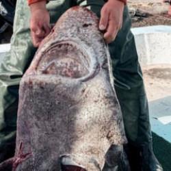 Yalova a&ccedil;ıklarında 300 kilo ağırlığında pamuk cinsi k&ouml;pek balığı ağa takıldı