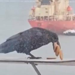 6 bisküviyi aynı anda gagasına sığdırmaya çalışan karga kamerada