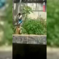 6 metrelik duvarı aşıp aslan kafesine girdi! Sonrası ise...