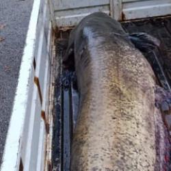 Dev balığı görünce dünyalar onu oldu! O anlar kamerada