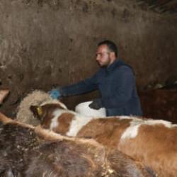 Ağrılı genç, hibe desteğiyle hayvancılık işini büyüttü