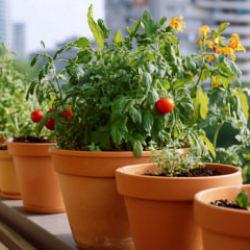 Balkonda Saksıda Sebze Bah&ccedil;esi: Şehirde Kendi Gıdanızı &Uuml;retin