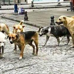 Batı sokaklarında neden başıboş köpek yok?