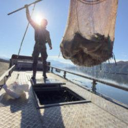 Denizi olmayan şehirden Japonya ve Avrupa'ya somon ihracatı