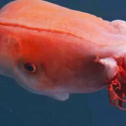 Efsanevi canlı 40 yıl sonra tekrardan görüldü