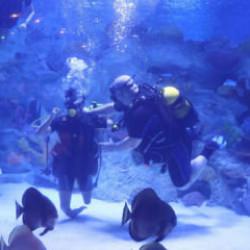 Engelliler, su altı dalışı yaparak yeteneklerini sergiledi