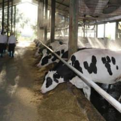 Hayvanları şap hastalığı vurdu! Üreticilerden süte zam talebi