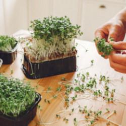 İ&ccedil; Mekanda Besin Deposu: Mikro Yeşillik Yetiştirme Rehberi