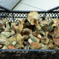 İstanbul'da bir ayda 60 kişiyi zehirledi! Uzmanlar uyardı: Açıkta satılanlara dikkat edin