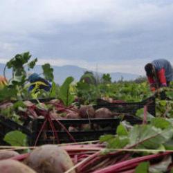 İzmir'in bereketli topraklarında ‘Kırmızı elmas' mesaisi