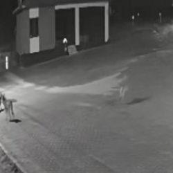 Konya’da aç kalıp mahalleye inen kurtlar eşeği parçaladı