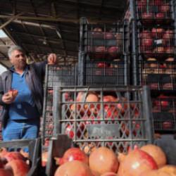 Kuraklık Zivzik narında verimi yarı yarıya düşürdü