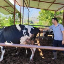 Milas'ta "şap hastalığı" nedeniyle 11 mahalle karantinaya alındı