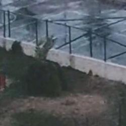 Pitbull 2 çocuğa saldırmıştı! Köpeğin tasmasız ve ağızlıksız gezdirildiği ortaya çıktı