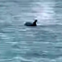 Saros&rsquo;ta yunus balığı s&uuml;rprizi: Kıyıya yakın y&uuml;zd&uuml;