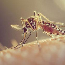 Küba'da sivrisinek kabusu! 33 kişi öldü