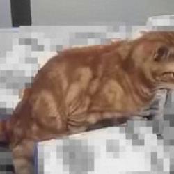 Sultangazi'deki bir zincir markette kedi un paketlerinin üzerine tuvaletini yaptı