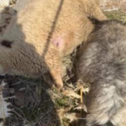 Sürüden ayrılan koyunları kurt kaptı: 28 koyun telef oldu