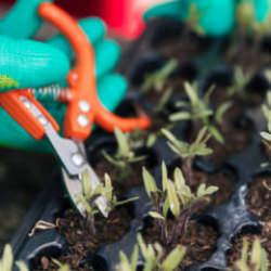 S&uuml;s Bitkisi &Ccedil;oğaltma Y&ouml;ntemleri