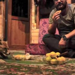 ‘Tilko’ adını verdiği tilkiyi kendi elleriyle besliyor
