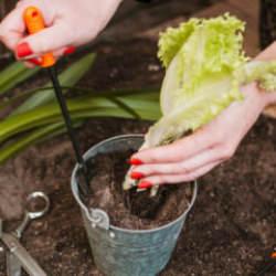 Tohumdan Sofraya: Evde Sebze Yetiştirme Rehberi