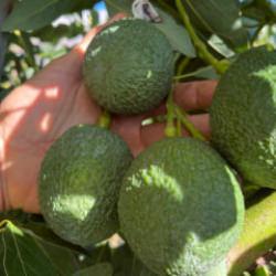 Türk çiftçisinin büyük başarısı! Alanya'yı tropikal üs haline getirdiler