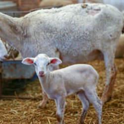 Üreticiye müjdeli haber: Çiftçinin yüzünü güldürecek destek programı açıklandı