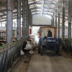 Devletten aldığı 1 milyon liralık hibeyle dev bir çiftliğin sahibi oldu