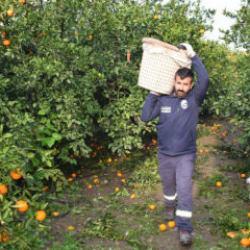 Tarlada çürümek üzereydi! 320 ton mandalina sofralara ulaştı