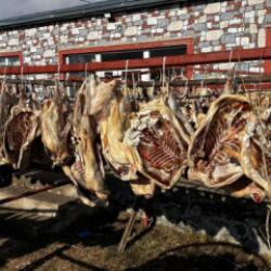 İpe dizilen 900 kazı gören dönüp bir daha baktı