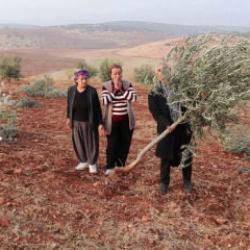 Bölge halkı kâbus gibi bir sabaha uyandı: 10 bin meyve ağacı yok oldu