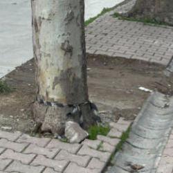  &Ccedil;&ouml;p sanıp aldığı poşetten 60 bin dolar &ccedil;ıktı