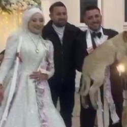 D&uuml;ğ&uuml;n hediyesi olarak 100 bin liralık k&ouml;pek hediye etti