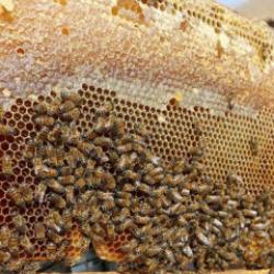 Doğu Karadeniz'in 11 aylık bal ihracatı 1,9 milyon doları aştı