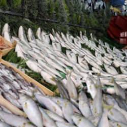 Doktorlar bile şaşırdı: İşte bağışıklığı çelik gibi yapan 5 balık