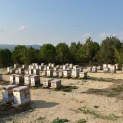 Dolandırıcıların yeni gözdesi! Kilosu 20 bin lira: Yüzde 90'ı sahte!