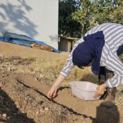 Dünyanın en pahalı baharatı Türkiye'de bir ilde üretiliyor...