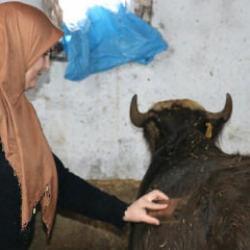 Gelin gittiği Ağrı'da besicilikte örnek oluyor