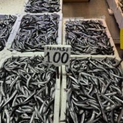 Hamsi ve istavrit 100 liradan satılıyor