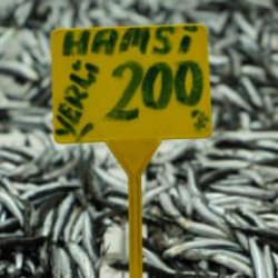 Hamside bolluk azaldı, fiyatı 200 TL'ye çıktı