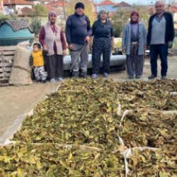 Hasadı tamamlanan tütünler satış için hazırlanıyor