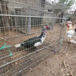 İstanbul'u bıraktı! Memleketinde paraya para demiyor