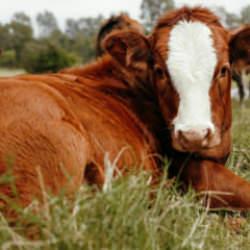 Kars'ta 40 aile devlet desteğiyle hayvancılık işletmesi kurdu