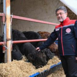 Kırmızı et üretimi için dev hamle! Bakan Yumaklı açıkladı: Hayvanlar sahiplerine ulaşıyor