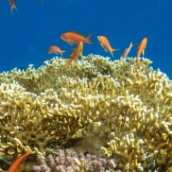 Kızıldeniz&rsquo;in renkli su altı bah&ccedil;eleri g&ouml;r&uuml;nt&uuml;lendi