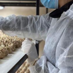 Mali müşavirliği bıraktı! 50 metrekarelik odada gramı 700 TL'lik servet üretiyor